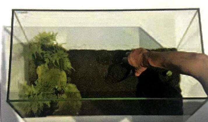 图解 制作苔藓盆景的12个步骤