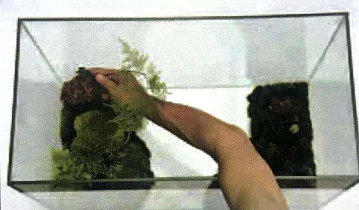 图解 制作苔藓盆景的12个步骤