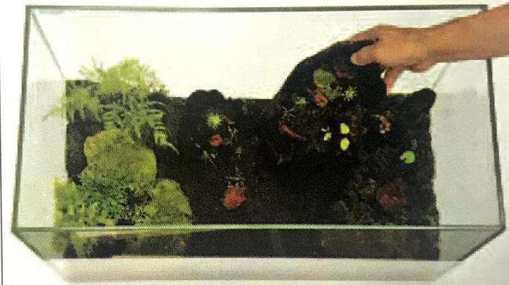 图解 制作苔藓盆景的12个步骤