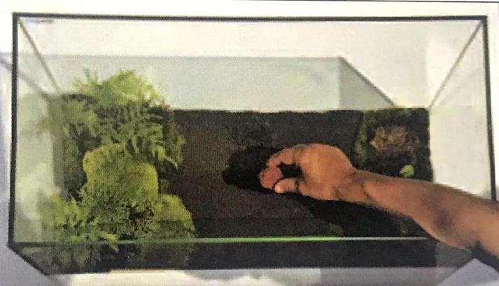 图解 制作苔藓盆景的12个步骤