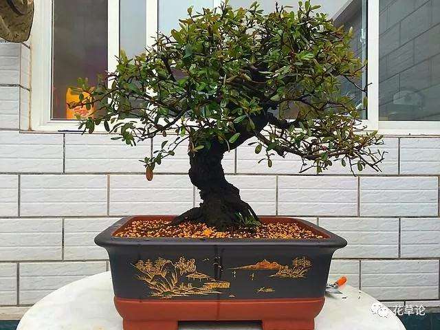 怎么修剪树木盆景来控制形态