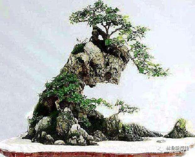 山水盆景怎么养护管理的方法