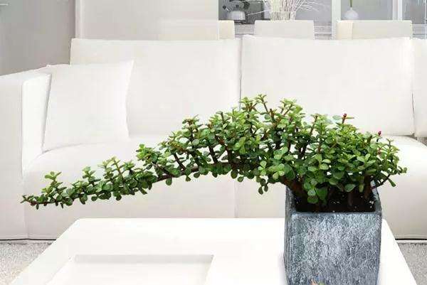 金枝玉叶盆景修剪的2个注意事项