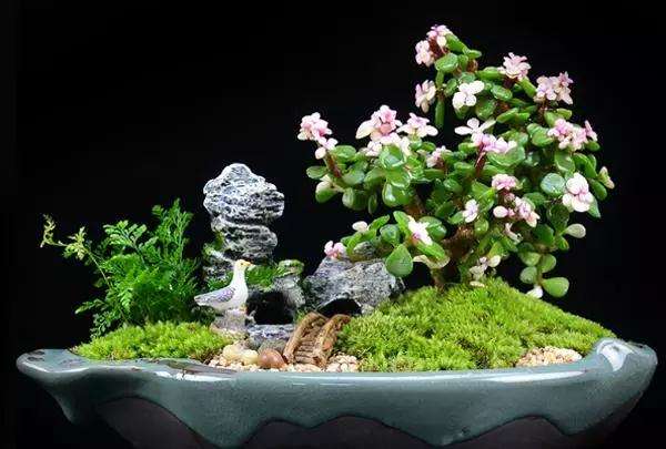 金枝玉叶盆景怎么修剪