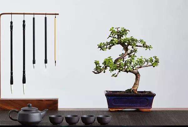 金枝玉叶盆景的2种造型方法