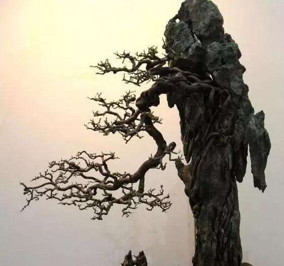 怎么制作抱石盆景的4个方法