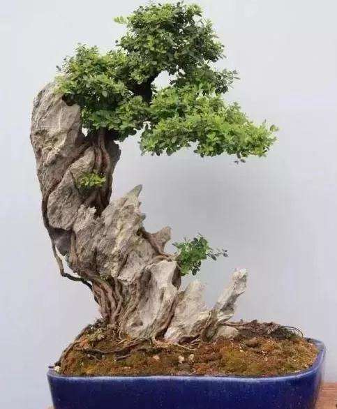 怎么制作抱石盆景的4个方法