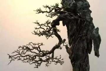 怎么制作抱石盆景的4个方法 图片