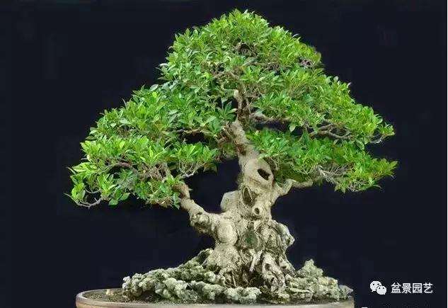 怎么制作盆景马眼的方法