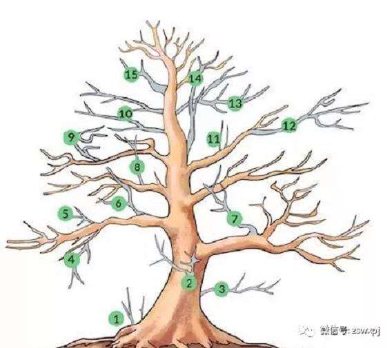 盆景哪些枝条该修剪