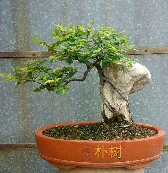 朴树附石盆景叶子掉光了