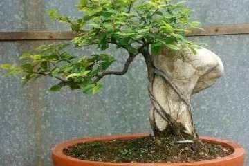 朴树附石盆景叶子掉光了 怎么办？