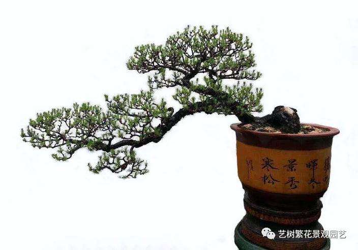 山松盆景怎么控针的3个方法