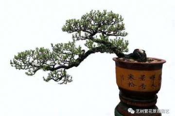 山松盆景怎么控针的3个方法  图片