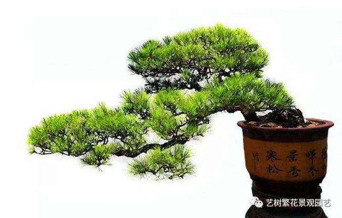 山松盆景怎么逼芽控针的方法