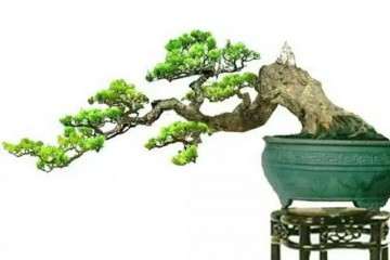 半悬崖式盆景的造型方法有哪些 图片