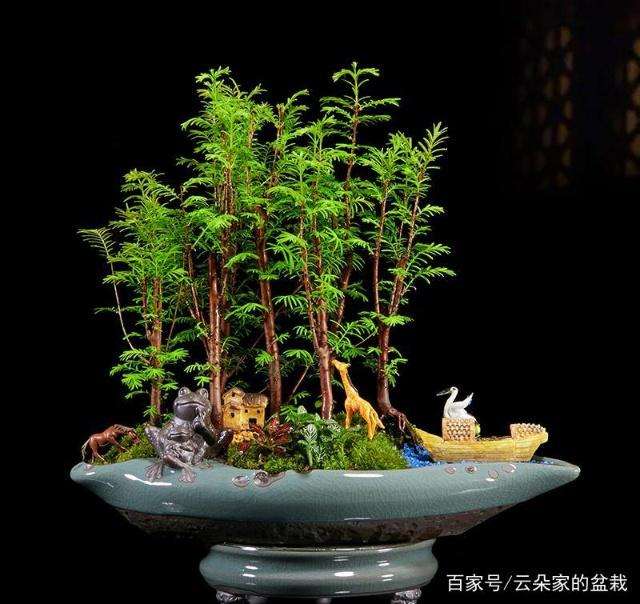 树桩盆景造型剪枝的4大剪枝方法