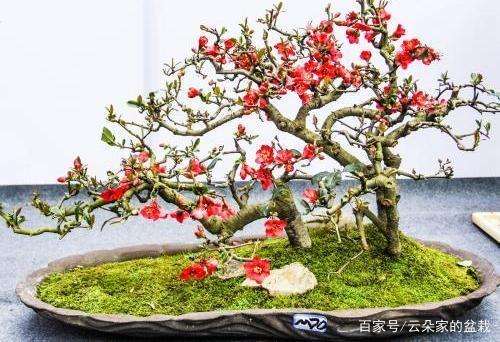 树桩盆景造型剪枝的4大剪枝方法