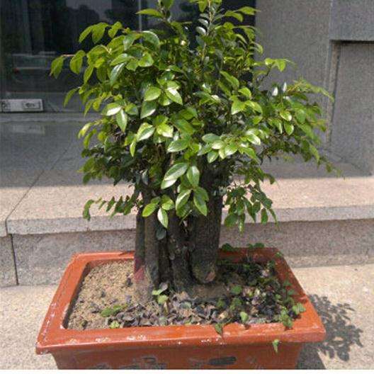 小叶紫檀盆景怎么养护的方法