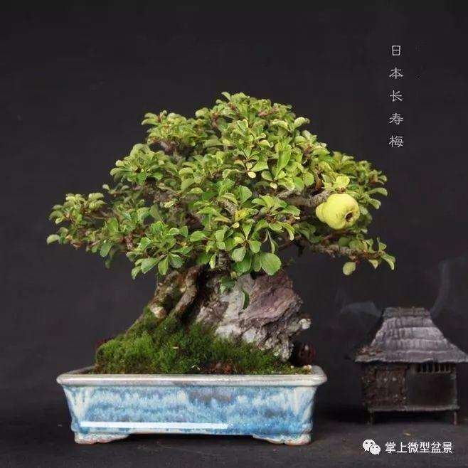 盆景怎么拿弯 主要方法就是3种 图片