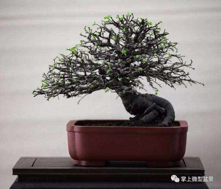 盆景怎么拿弯 主要方法就是3种 图片