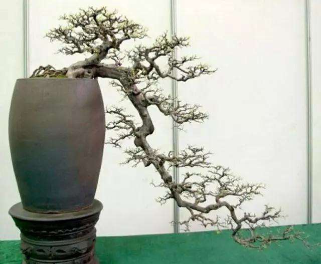 全悬式盆景怎么造型的方法