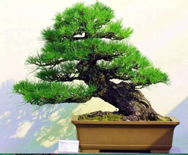 山松下山桩怎么栽培的方法