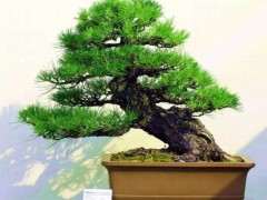 山松下山桩怎么栽培的方法 图片