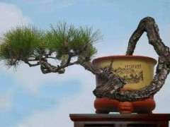 怎么采挖山松下山桩的方法 图片