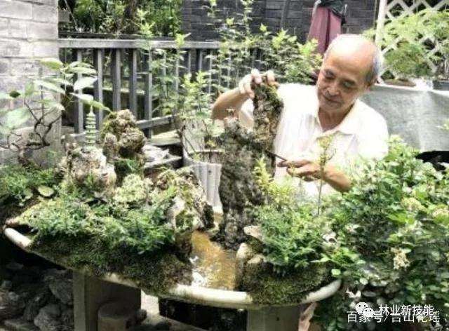 山水盆景中石材怎样雕琢 图片