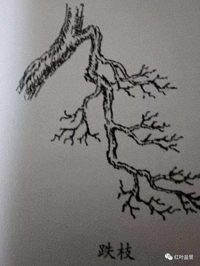 图说 盆景枝托怎么造型的方法