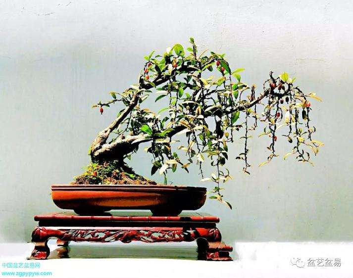 人民警察也学习怎么制作盆景