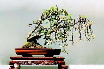 人民警察也学习怎么制作盆景 图片