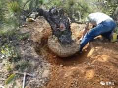 怎么采挖山松下山桩的2个方法 图片