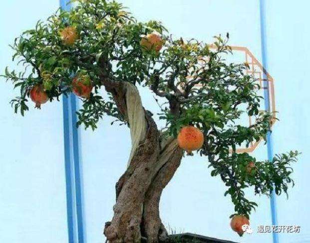石榴盆景怎么养殖的方法
