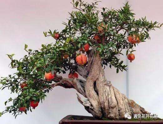 石榴盆景怎么养殖的方法