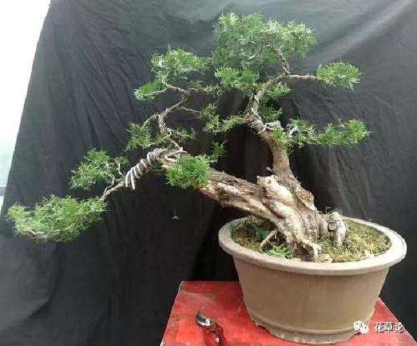 柏树盆景的枝干怎么制作的方法