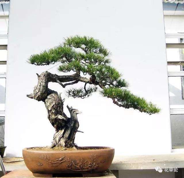 柏树盆景的枝干怎么制作的方法