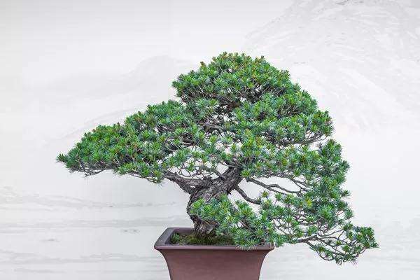 夏季盆景怎么养护的禁忌有哪些