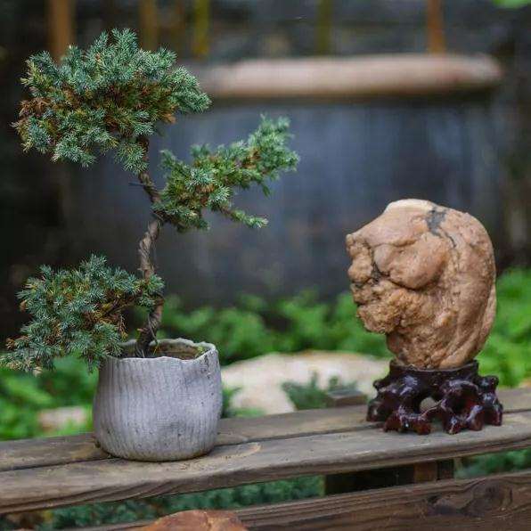 夏天盆景怎样正确浇水的方法