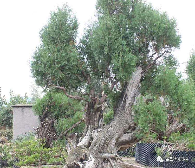 制作天价柏树盆景怎么采桩的方法