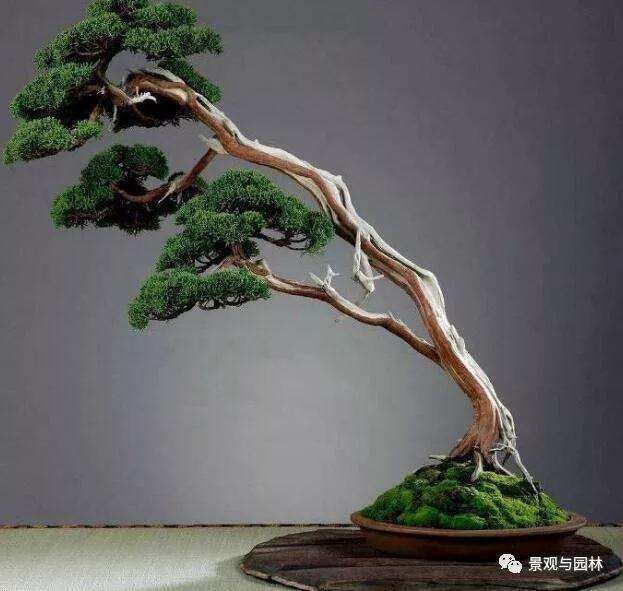 制作天价柏树盆景怎么采桩的方法