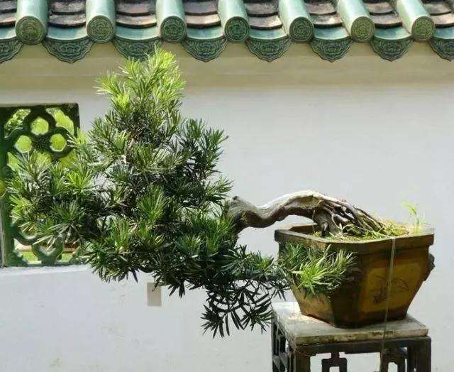 罗汉松盆景在春季怎么施肥浇水的方法