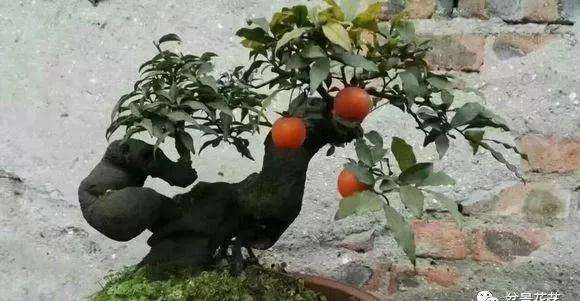 怎么制作金弹子盆景的碳化桩