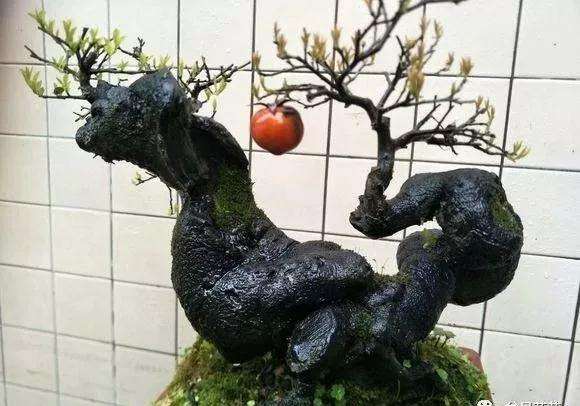 怎么制作金弹子盆景的碳化桩