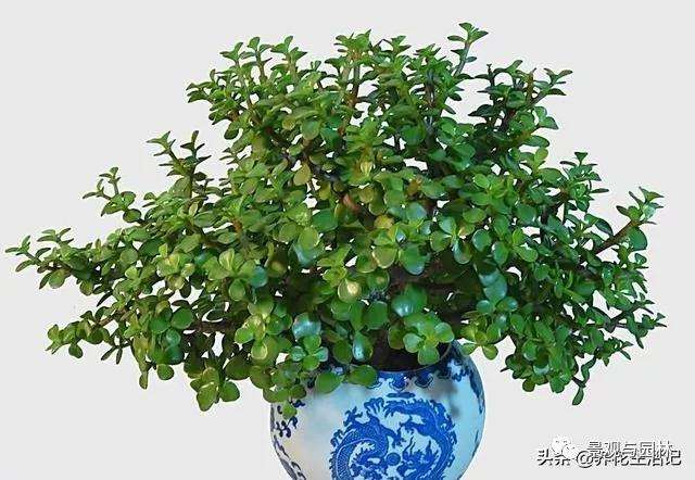 怎么制作金枝玉叶盆景的5个方法