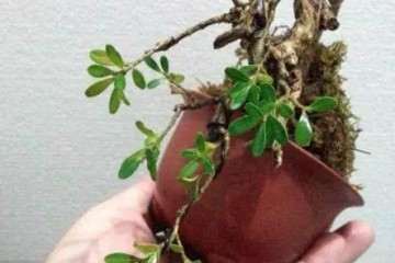 盆景黄杨怎么养护喷水的方法 图片