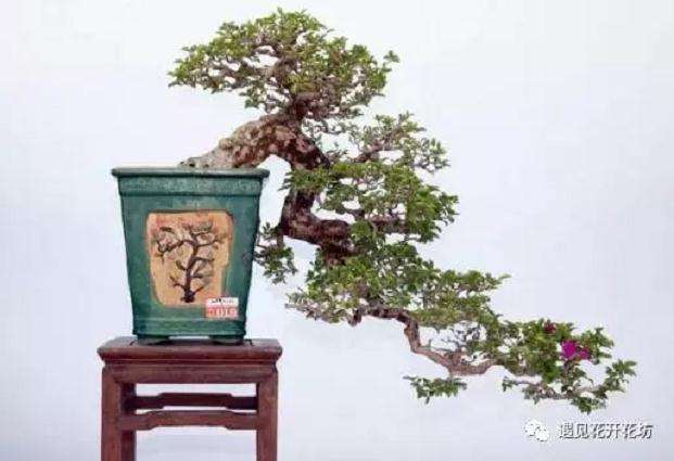 怎么制作悬崖式盆景的6个方法