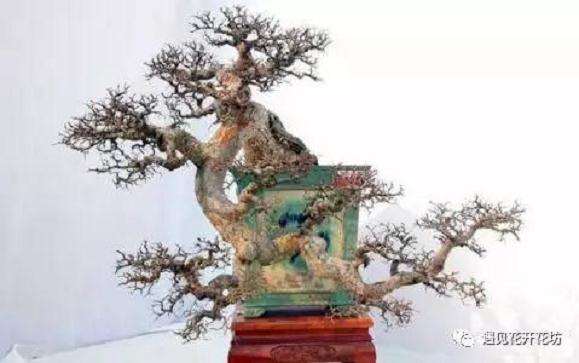 怎么制作悬崖式盆景的6个方法