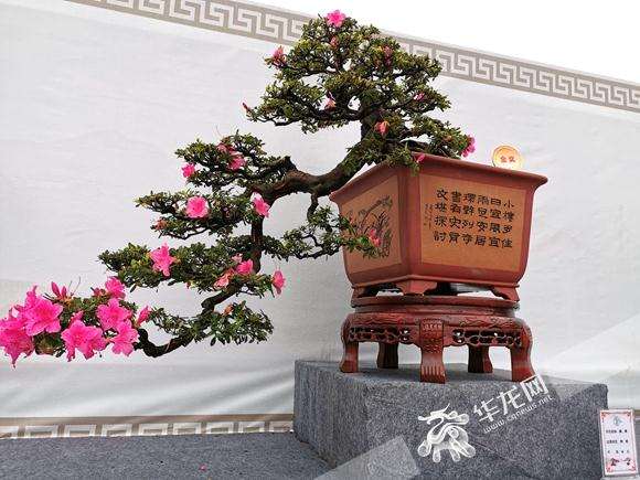 重庆千盆杜鹃盆景展